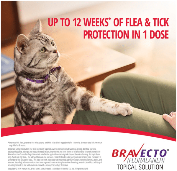 Bravecto Topical Solution for Cats,