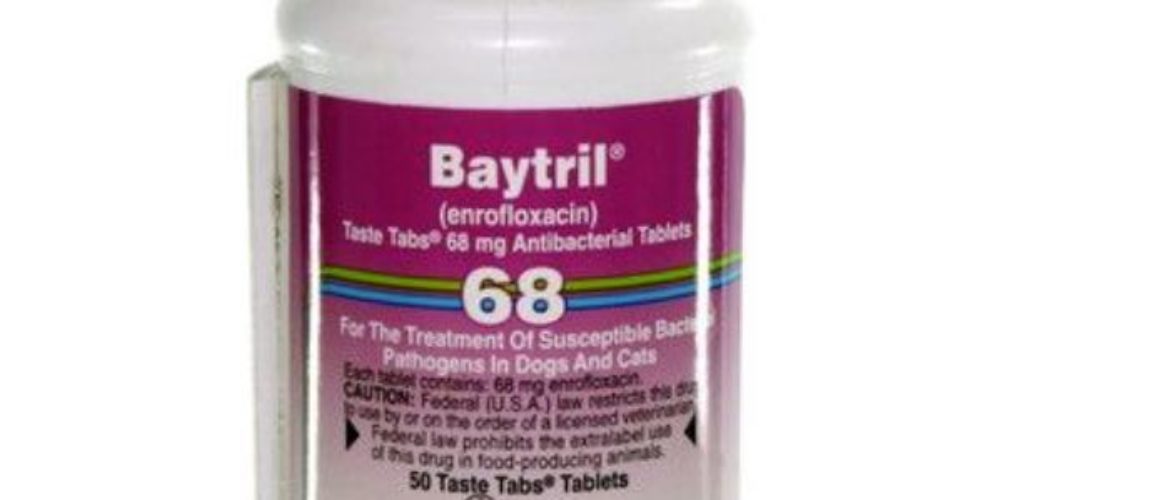 Baytril (Enrofloxacin) Taste Tabs for Dogs & Cats By Baytril tab 68mg tab COATED