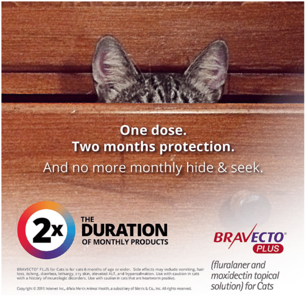 Bravecto Plus Topical Solution for Cats pic 2