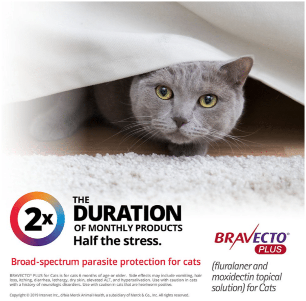 Bravecto Plus Topical Solution for Cats pic