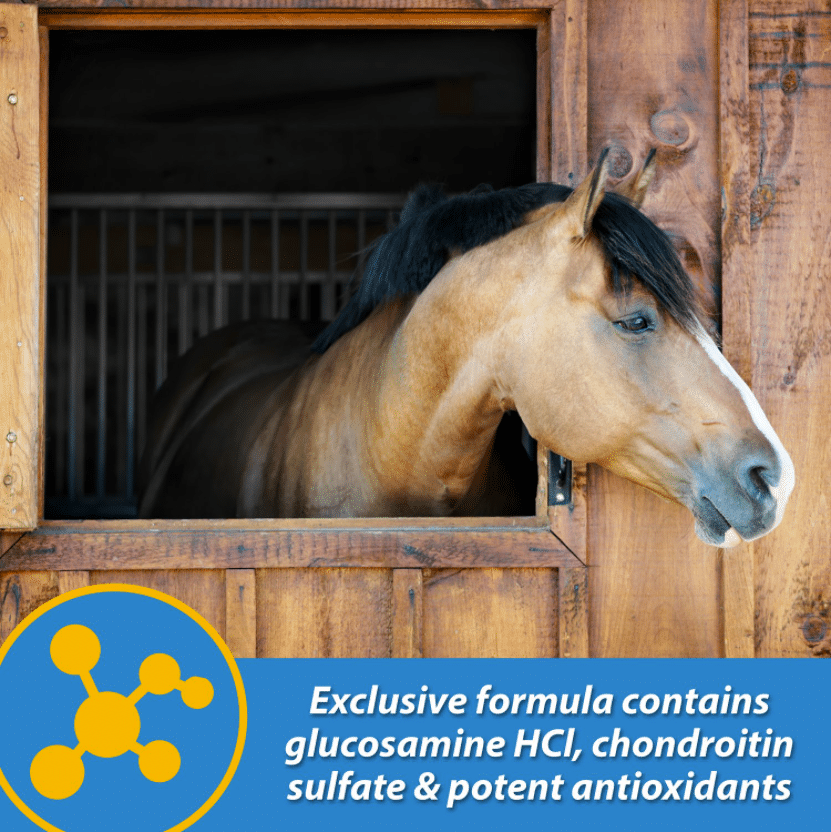 FluidFlex Liquid Horse Joint Supplement 1Family 1Health Pharmacy