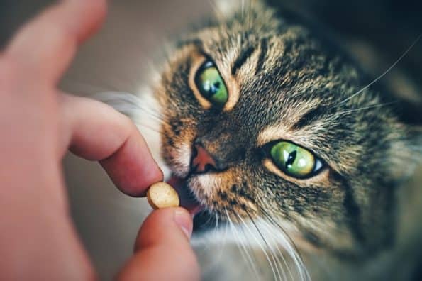 cat medications