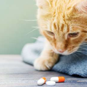 Cat Supplements