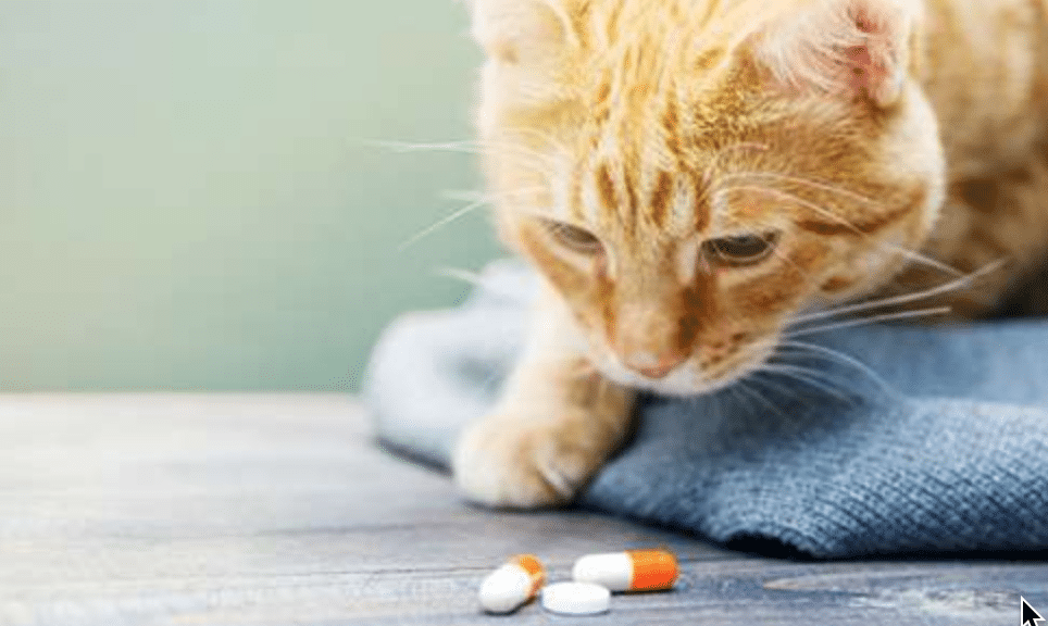 cat supplements