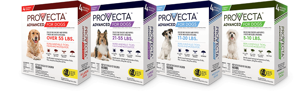 provecta-advanced-dogs-group_left-facing_opt