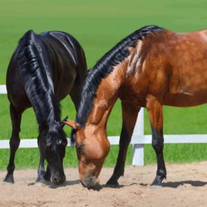 Horse Topical Antiseptics